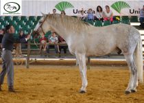 W GALILEO YQ, DE Y. QUERENCIAS, CAMPEON DEL CONCURSO Y SUBCAMPEON ABSOLUTO DE FUNCIONALIDAD